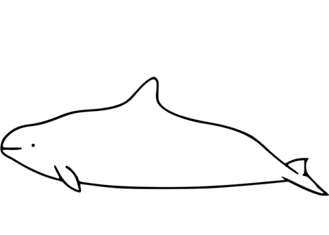 Dall'S Porpoise Coloring Page